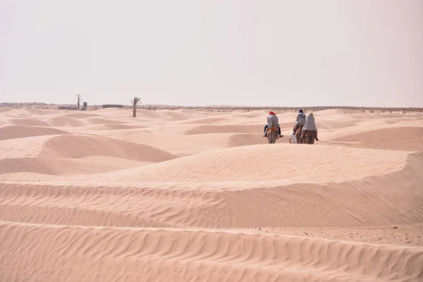 Camels karaván megy a Szahara sivatagban Tunézia, Afrika. Touris — Stock Fotó