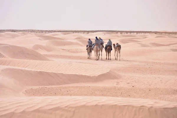 Caravana de camellos que va en el desierto del sahara en Túnez, África. Touris — Foto de Stock