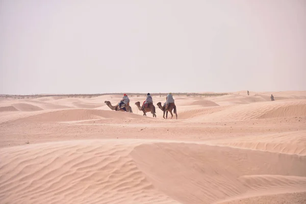 Camels karaván megy a Szahara sivatagban Tunézia, Afrika. Touris — Stock Fotó