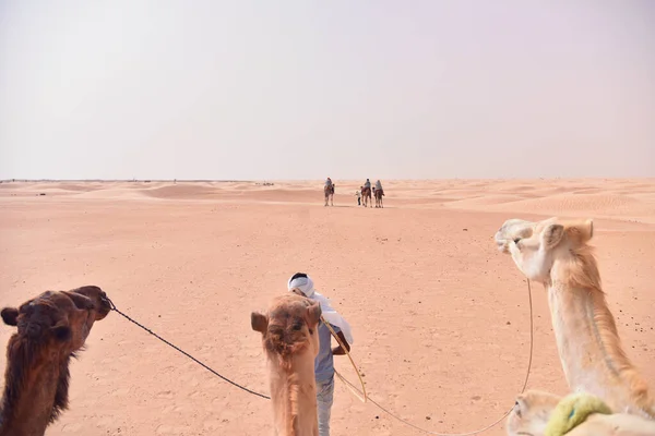 Camels caravan going in sahara desert in Tunisia, Africa. Touris — Stock Photo, Image