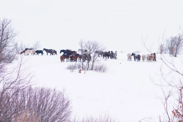 Group of wild horses playing in winter snow. — Stock Photo, Image