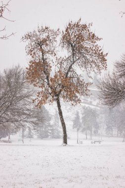 Belgrad, not alan sığ derinliği kar altında park