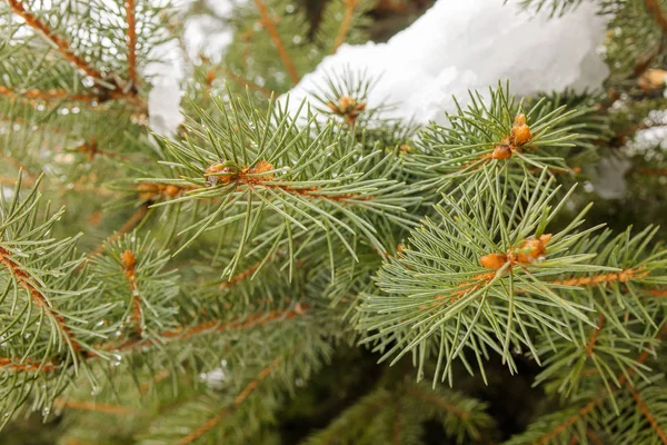 Conifer Branch Nature Note Shallow Depth Field — Stock Photo, Image