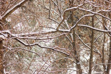  ağaçların altında kar parkta, Not alan sığ derinliği