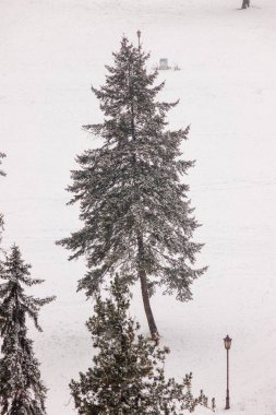 parkta, Not alan sığ derinliği kar altında yaprak dökmeyen ağaçlar