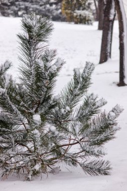 Karla kaplı bir yaprak dökmeyen ağaç dalları