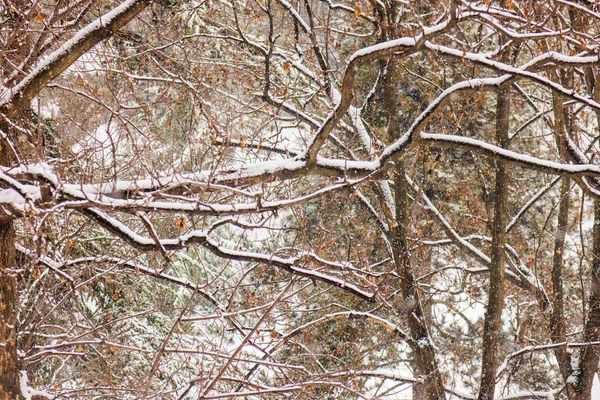 Ağaçların Altında Kar Parkta Alan Sığ Derinliği — Stok fotoğraf