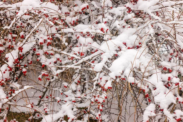 光秃秃的树枝上覆盖着雪的野生毒浆果 — 图库照片