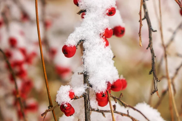 Wild Poison Berries Covered Snow Bare Branches — Stock Photo, Image