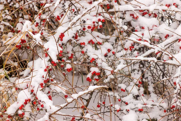 光秃秃的树枝上覆盖着雪的野生毒浆果 — 图库照片