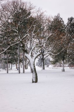  ağaçların altında kar parkta, Not alan sığ derinliği