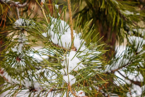 Branches of an evergreen tree covered with snow