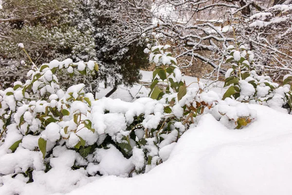 ベオグラードの雪下公園 — ストック写真