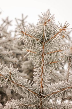 Karla kaplı bir yaprak dökmeyen ağaç dalları