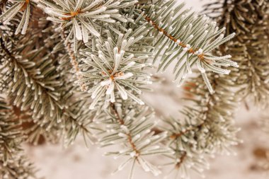 Karla kaplı bir yaprak dökmeyen ağaç dalları