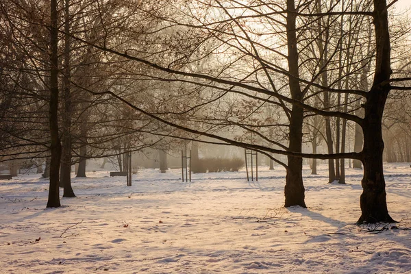 Träden Snön Parken Obs Kort Skärpedjup — Stockfoto