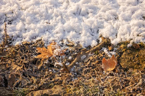 Сухие Листья Середине Зимы — стоковое фото