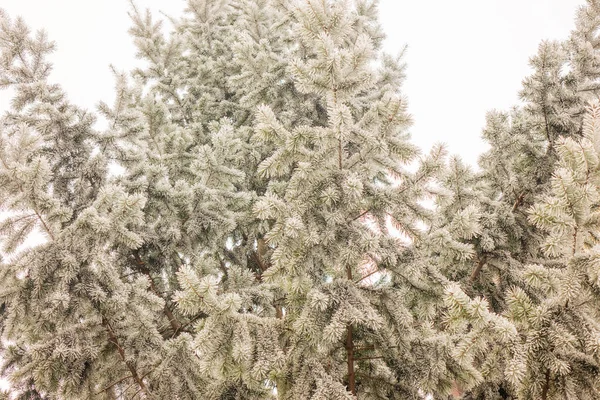 Branches of an evergreen tree covered with snow