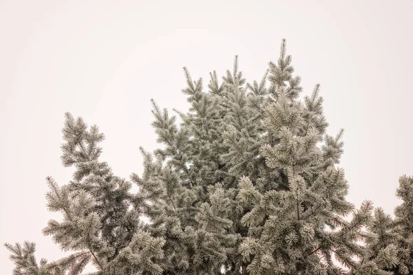 Branches of an evergreen tree covered with snow