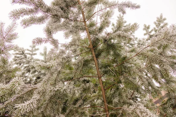 Větve Stromu Stálezelených Pokryté Sněhem — Stock fotografie