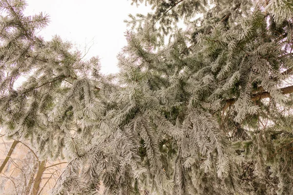 Grenarna Ett Vintergrönt Träd Täckta Med Snö — Stockfoto