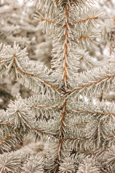 Branches of an evergreen tree covered with snow