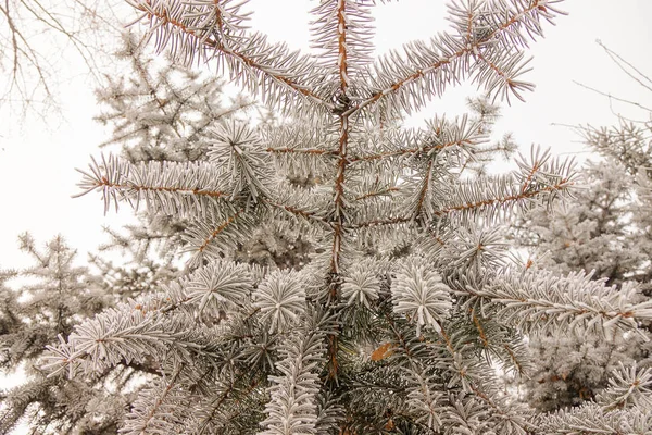 Gałęzie Drzewa Wiecznie Zielone Pokryte Śniegiem — Zdjęcie stockowe