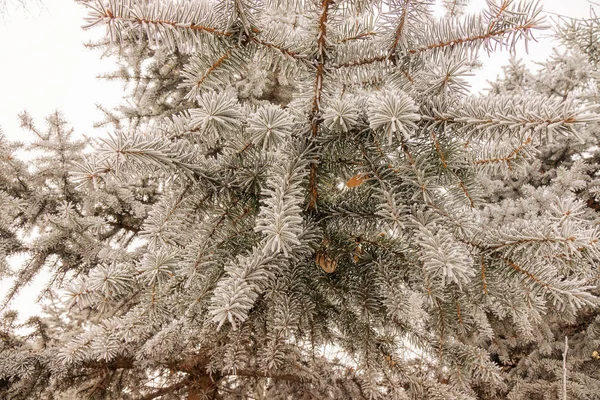 Branches of an evergreen tree covered with snow