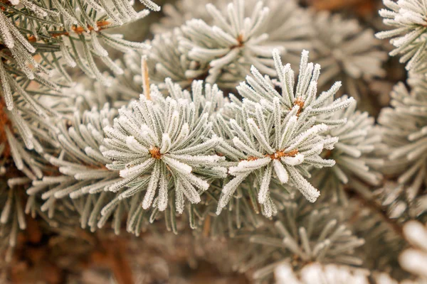 Ramas Árbol Siempreverde Cubierto Nieve —  Fotos de Stock