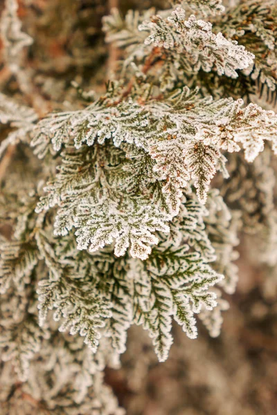 Ramas Árbol Siempreverde Cubierto Nieve —  Fotos de Stock