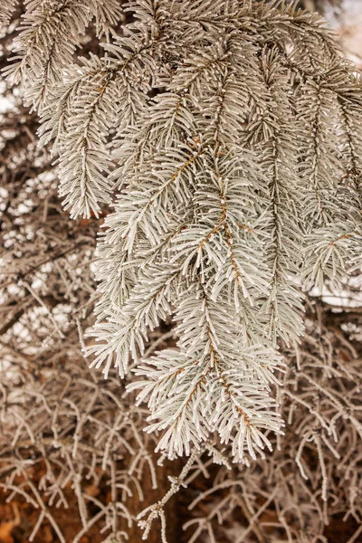 Κλαδιά Του Δέντρο Αειθαλές Που Καλύπτονται Χιόνι — Φωτογραφία Αρχείου