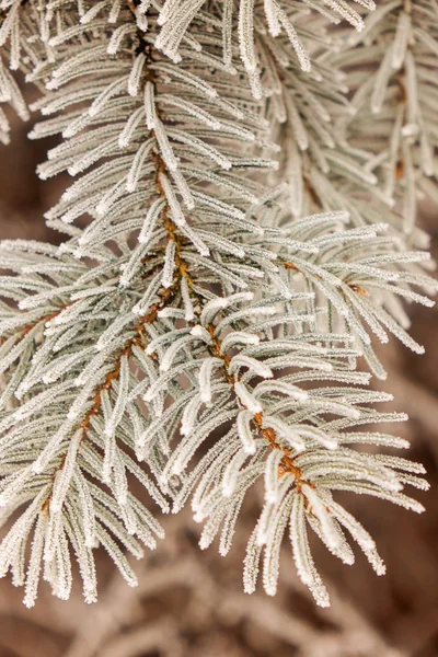 Branches of an evergreen tree covered with snow