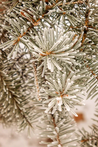 Branches of an evergreen tree covered with snow