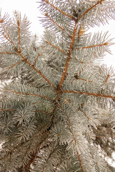 Větve Stromu Stálezelených Pokryté Sněhem — Stock fotografie