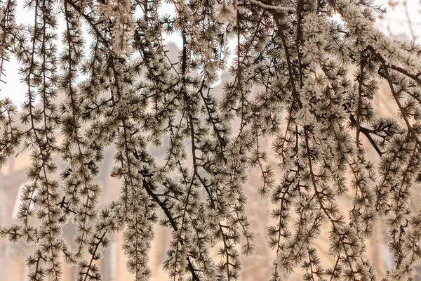 Ramas Árbol Siempreverde Cubierto Nieve — Foto de Stock