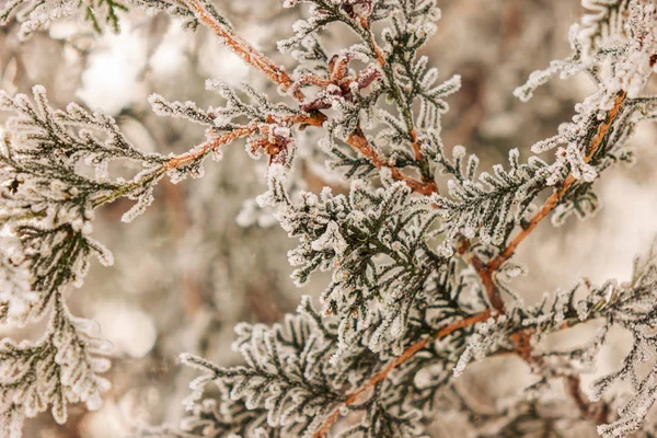 Branches of an evergreen tree covered with snow