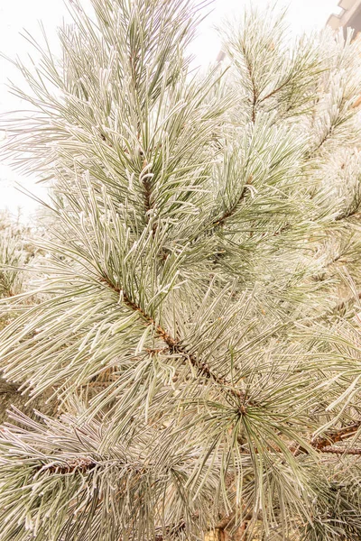 Ramas Árbol Siempreverde Cubierto Nieve —  Fotos de Stock