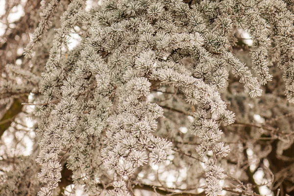 常緑の木の枝が雪で覆われています ロイヤリティフリーのストック画像