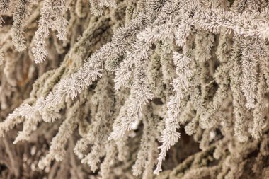 Karla kaplı bir yaprak dökmeyen ağaç dalları