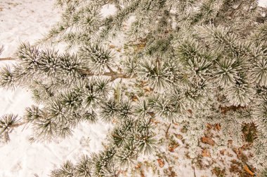 Karla kaplı bir yaprak dökmeyen ağaç dalları