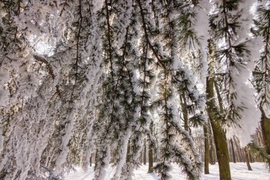 Not alan sığ derinliği kar altında ormandaki ağaçlar