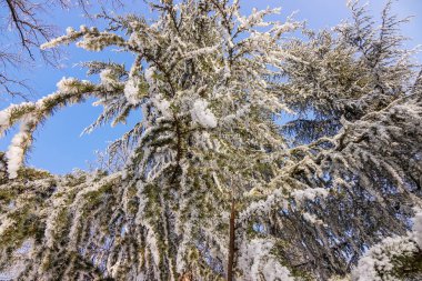 Not alan sığ derinliği kar altında ormandaki ağaçlar