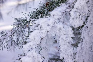 Not alan sığ derinliği kar altında ormandaki ağaçlar