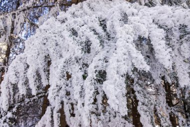 Not alan sığ derinliği kar altında ormandaki ağaçlar