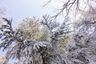 Ormandaki ağaçlar karların altında 