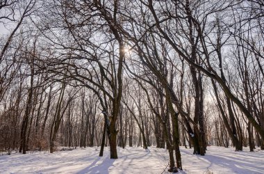 Güneşli bir günde, Not alan sığ derinliği kar altında orman