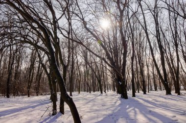 Güneşli bir günde, Not alan sığ derinliği kar altında orman