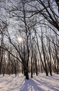 Güneşli bir günde, Not alan sığ derinliği kar altında orman