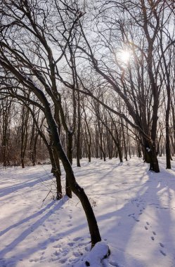 Güneşli bir günde, Not alan sığ derinliği kar altında orman