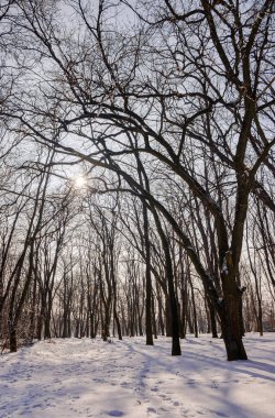 Güneşli bir günde, Not alan sığ derinliği kar altında orman